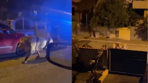 León escapa de circo y camina por las calles