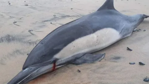 Animales muertos en las playas de Rosarito