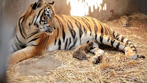 Zoológico Culiacán