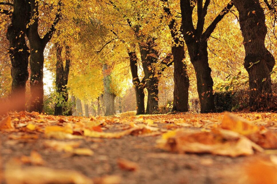 Cuándo entre el otoño