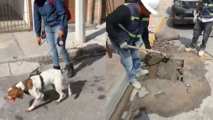 Perros entrenados para detectar fugas: innovación en la gestión del agua