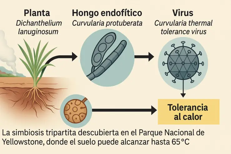 Proceso de simbiosis gráfico, según estudio de “A Virus in a Fungus in a Plant: Three-Way Symbiosis Required for Thermal “