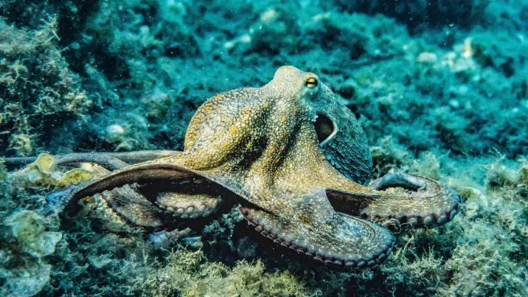 ¿Cuáles son los animales que pueden soñar