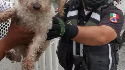 perrito_Nuevo Le&oacute;n