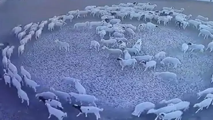 ovejas caminando en circulo 12 dias seguidos china