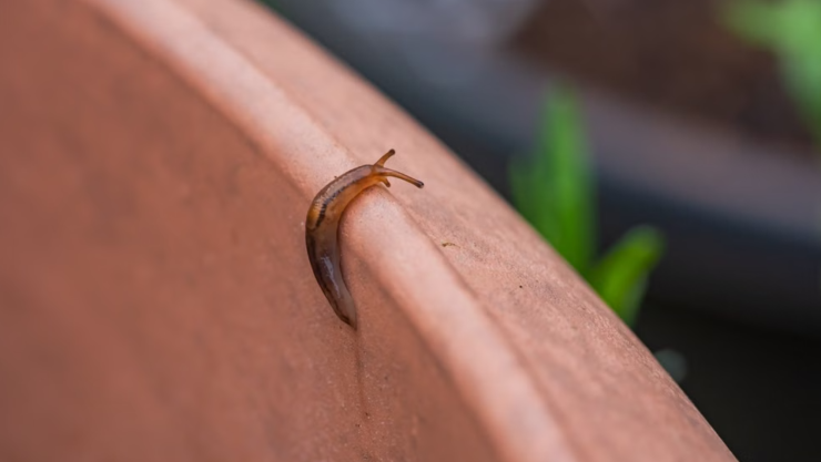 ¿Por qué aparecen babosas o caracoles en tu patio y cómo alejarlos con 1 ingrediente de tu cocina?