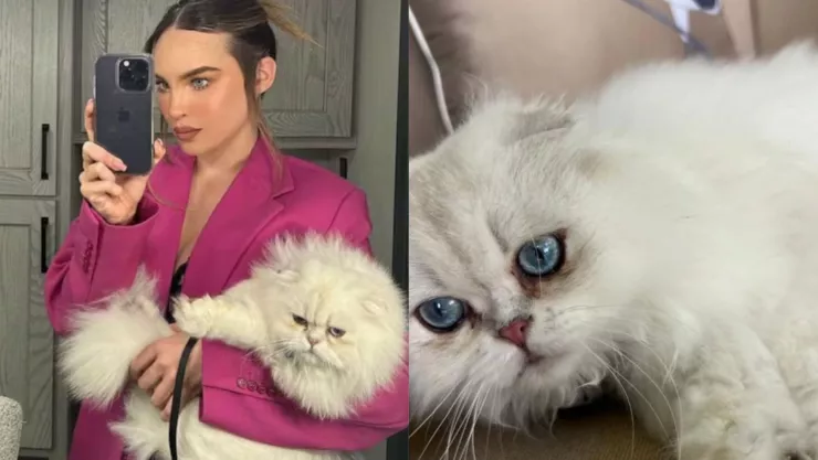 ¿Cuánto cuesta la raza del gato de Belinda que desapareció?