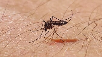 ¿Qué es el dengue hemorrágico, cuáles son sus síntomas y cómo se contagia?