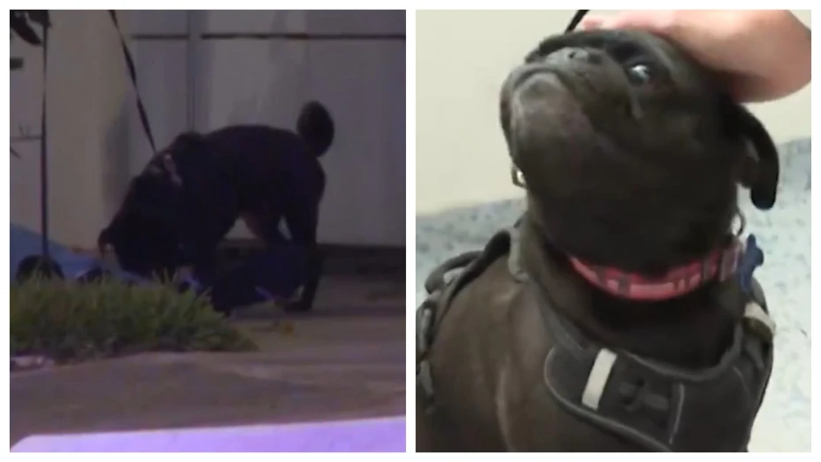 Fando, el perro pug que conmovió a Zapopan al resguardar el cuerpo de su dueño asesinado, regresa con sus familiares| VIDEO