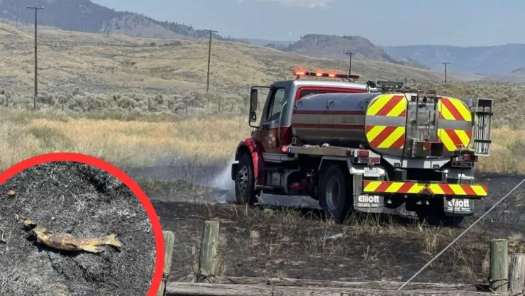 Águila deja caer presa en cables y provoca fuego en Canadá
