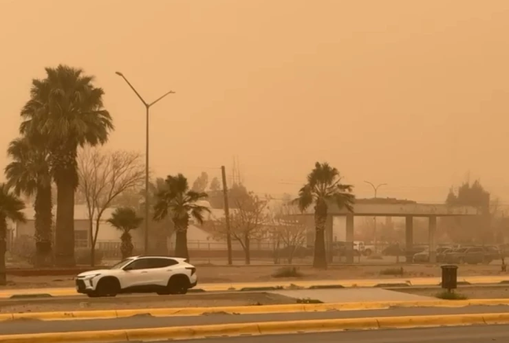TOLVANERAS AEROPUERTO JUAREZ.jpg