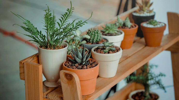 plantas-mosquitos-casa