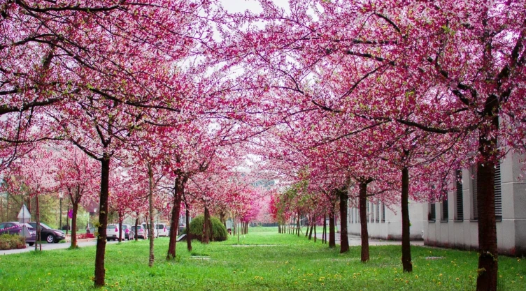 Equinoccio de primavera 2026 en México: fecha y hora exacta en que inicia la primavera