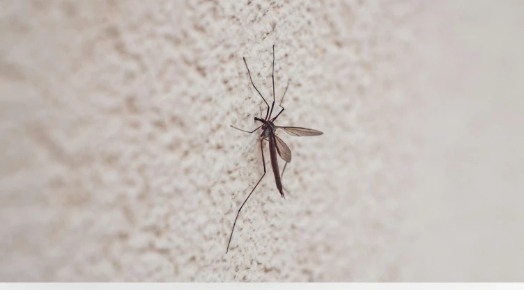 mosquito.png