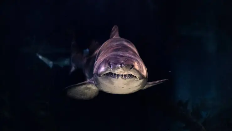 Tiburones cobran la vida de un turista y un pescador en el Pacífico