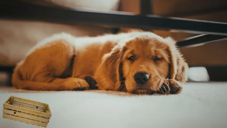 Ideas DIY Cómo convertir una caja de madera en una cama para mascotas.jpg