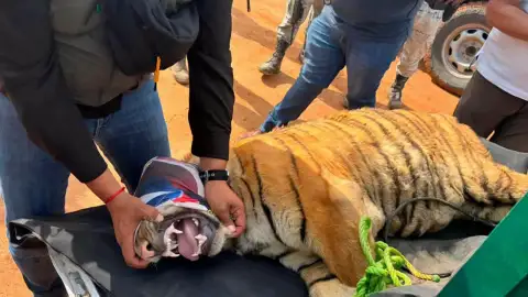 Rescatan a tigre de Bengala hacinado en Michoacán
