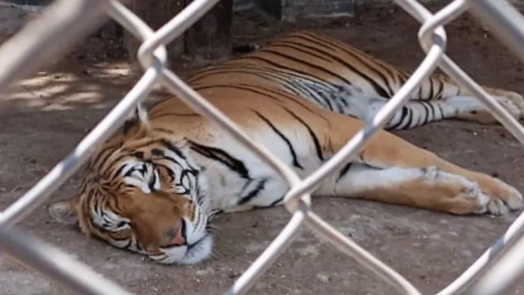 Rescatan a 25 animales exóticos y tomas clandestinas de huachicol en Huixquilucan, Edomex