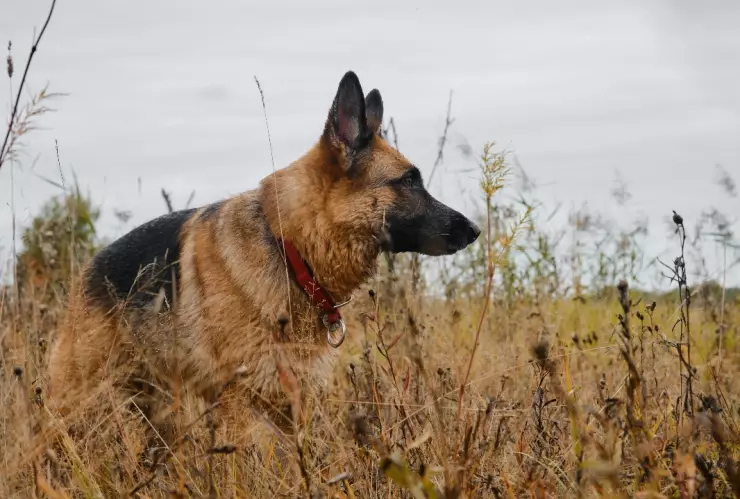 Comandante perro de Joe Biden muerde a otro agente del Servicio Secreto