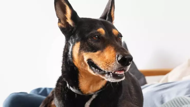 Riña inició por un perro