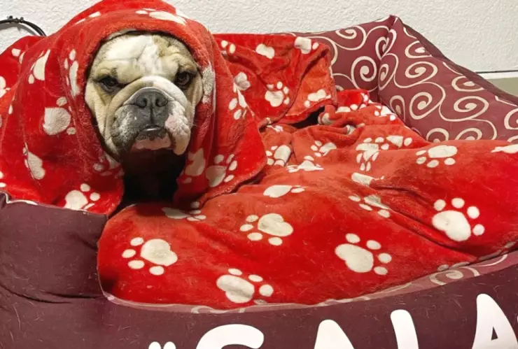 La ciencia comprueba que los perros nos escucha incluso mientras duermen