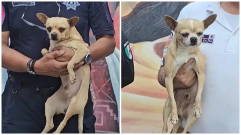 perritos Chihuahua rescatados Mexibus Ecatepec.jpg