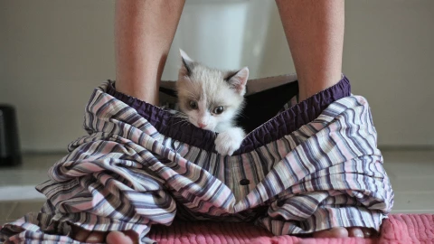 Los motivo por los que los gatos nos acompañan al baño