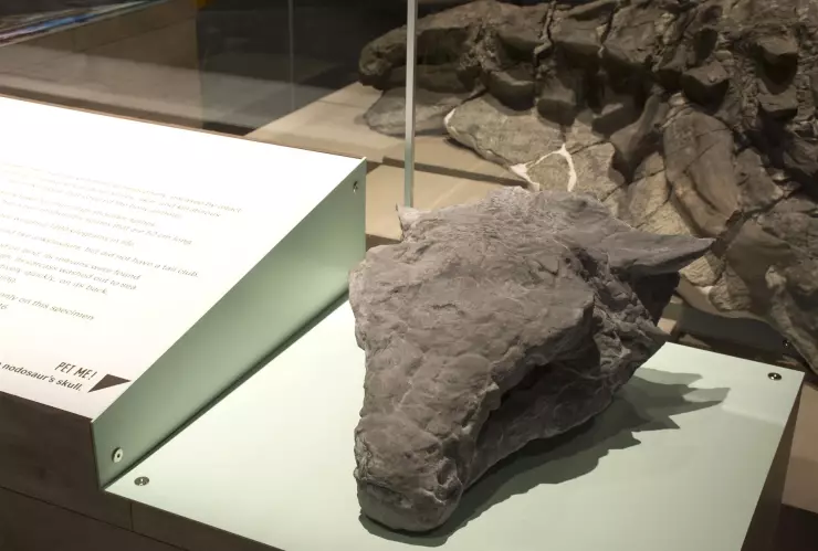 Fósil de dinosaurio.jpg