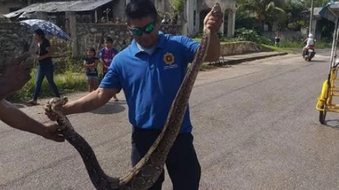 boa en felipe carillo puerto