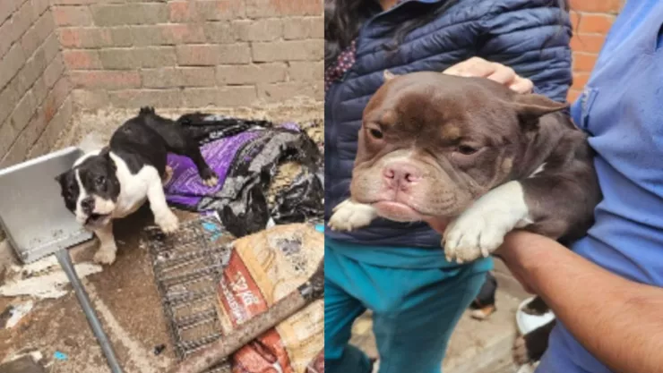 Rescate de 11 perritos por maltrato animal en Cuautitlán Izcalli, Edomex