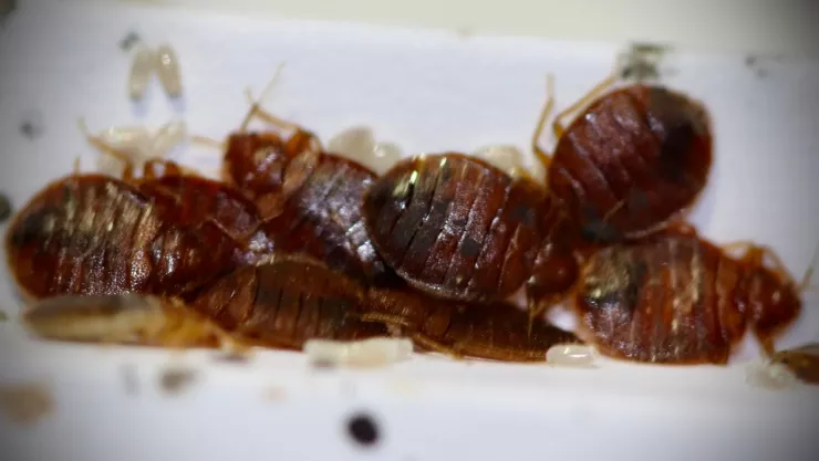 Así puedes eliminar las chinches con aceite de lavanda