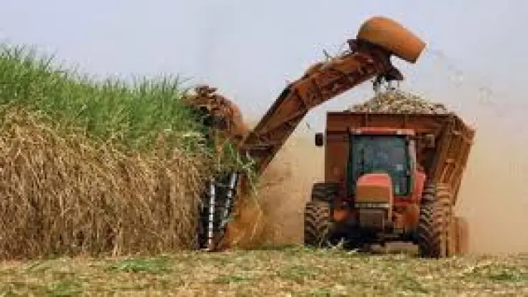 Caña de azúcar siembra