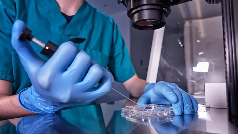 Creando embriones similares a los de los humanos de manera sintética