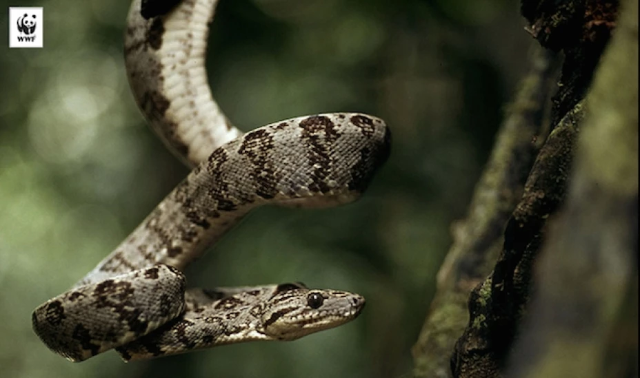 Los mejores en conseguir mantener su biodiversidad han sido 5 islas en crecimiento