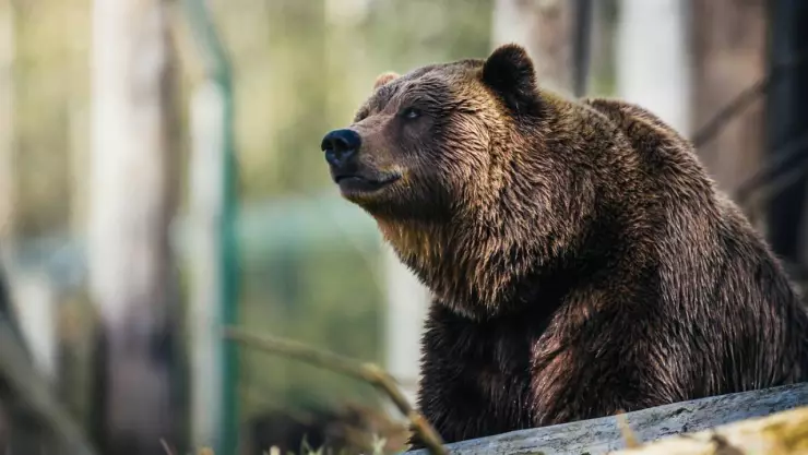 ¡Hay emergencia! Reportan otro ataque de oso; hay 5 personas heridas incluida una menor