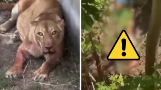 Gerson cayó dentro del recinto de la leona tras escalar una valla de más de seis metros