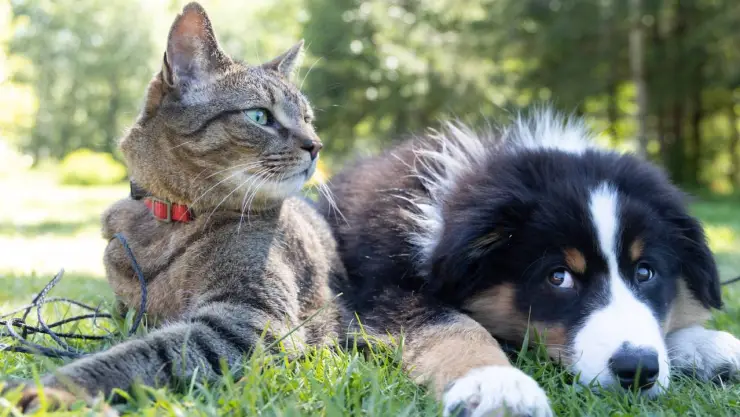 ¿Sabes cómo detectar y eliminar las pulgas en tu mascota? Aquí los detalles