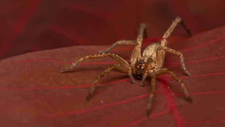 Diego Barrales desmiente los mitos más populares de las arañas