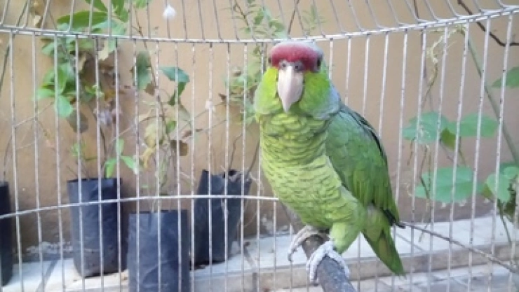 Profepa rescata a Psitácidos