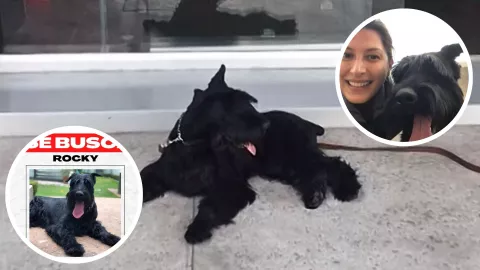 Sigue la búsqueda de Rocky, perro robado en Mazatlán