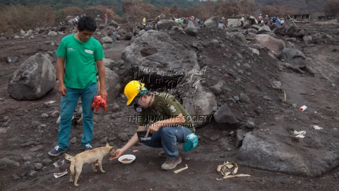 Ayuda de emergencia a animales