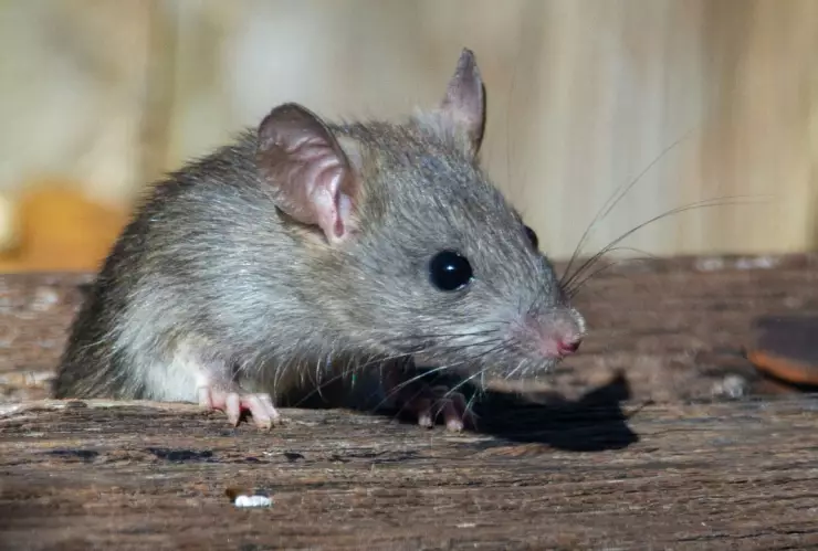 Mujer pierde las piernas por ratas