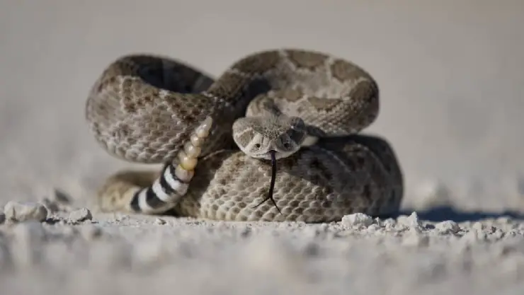 VIDEO_ Niño confundió una serpiente de cascabel con un peluche