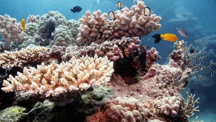 Arrecifes de coral - Reuters.jpg