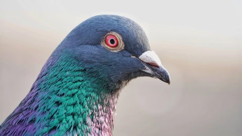 La paramixovirosis es la enfermedad que provoca los síntomas para las “palomas zombies”