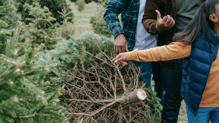 donde-conseguir-arbol-navidad-natural-cerca-cdmx