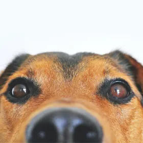 ¿Por qué los perros no deben comer carne de cerdo cruda?