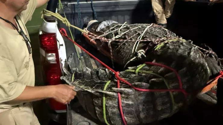 VIDEO Capturan a enorme cocodrilo de 4 metros que recorría la playa Lo de Marcos