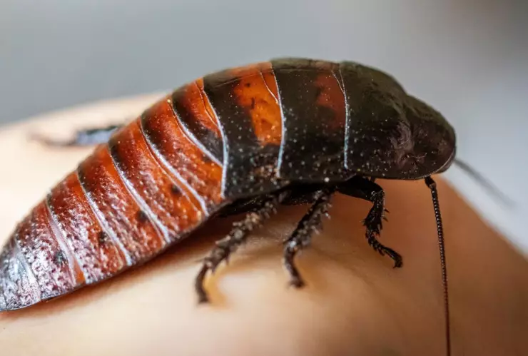 Truco para hacer que una cucaracha salga de su escondite