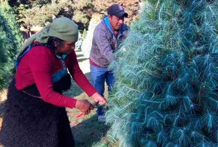 ¿Cómo se dice Navidad en Tzozil? Tradiciones y frases navideñas
